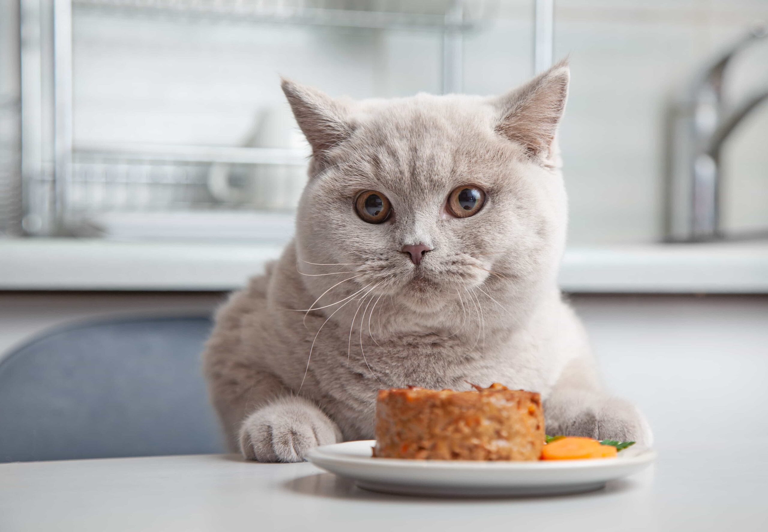 Kedilerden Uzak Tutulması Gereken Yiyecekler